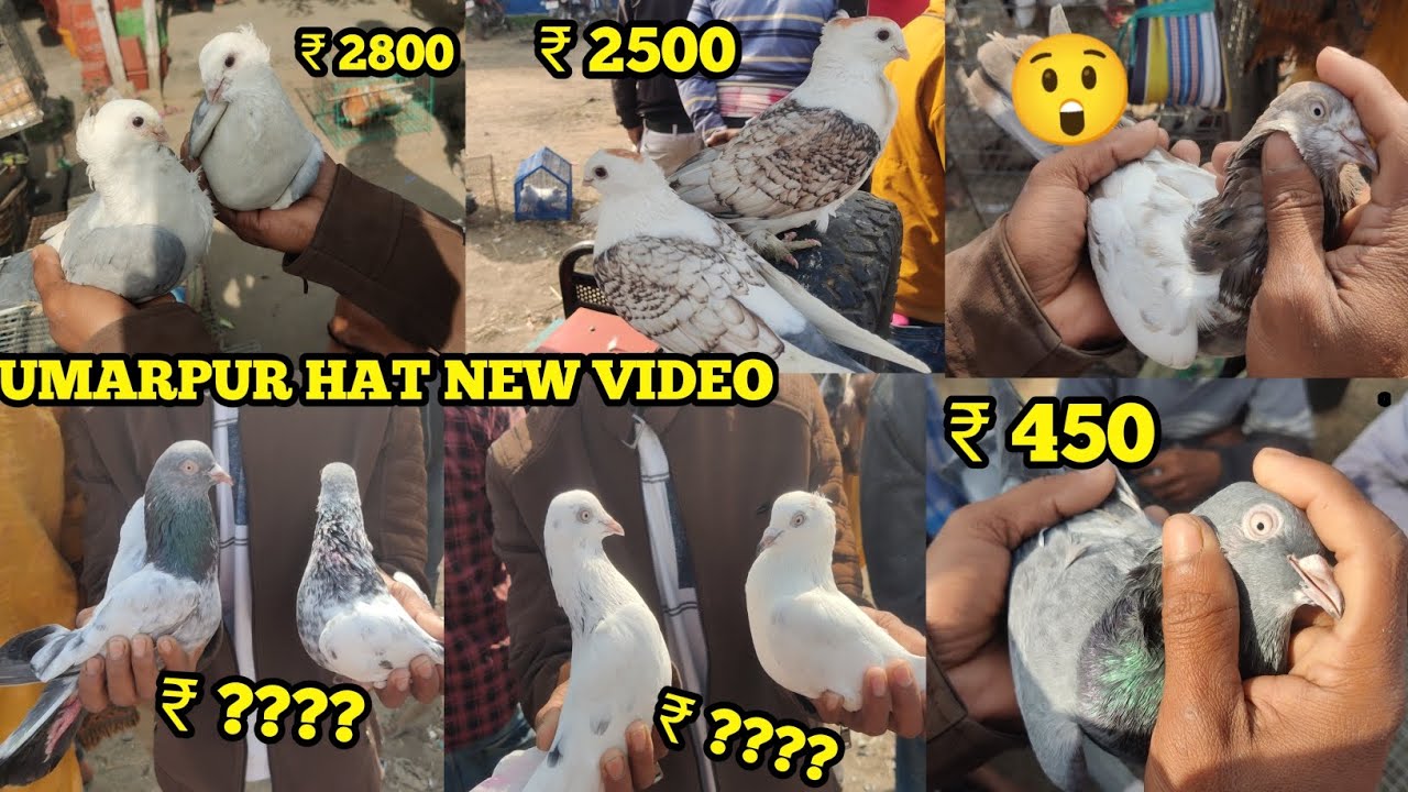 Umarpur hat new video✅Mal bye O full seria o teddy pyra Pava Jai 😲Murshidabad pigeon hat Umarpur hat