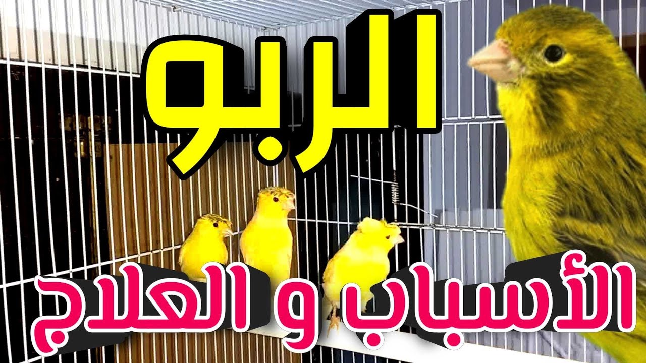 علاج الربو عند الكناري طبيعيا و أسبابه حصريا على قناة شوف كناري / chouf canary