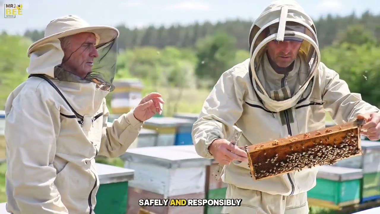 Safe & Professional Bee Removal | Mr. Bee Removal
