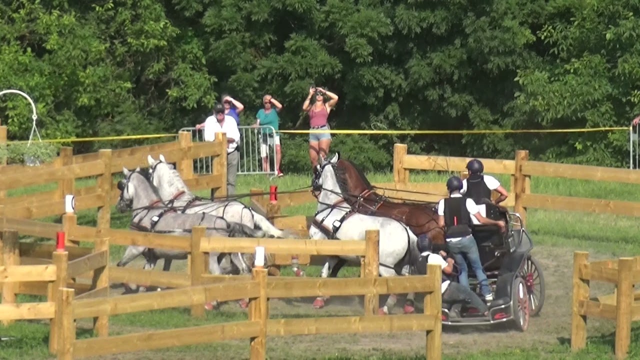 József DOBROVITZ Jr. (HUN) - CAI***, H4, Szilvásvárad (HUN), marathon driv., obst. Nr. 2, 24.07.2021
