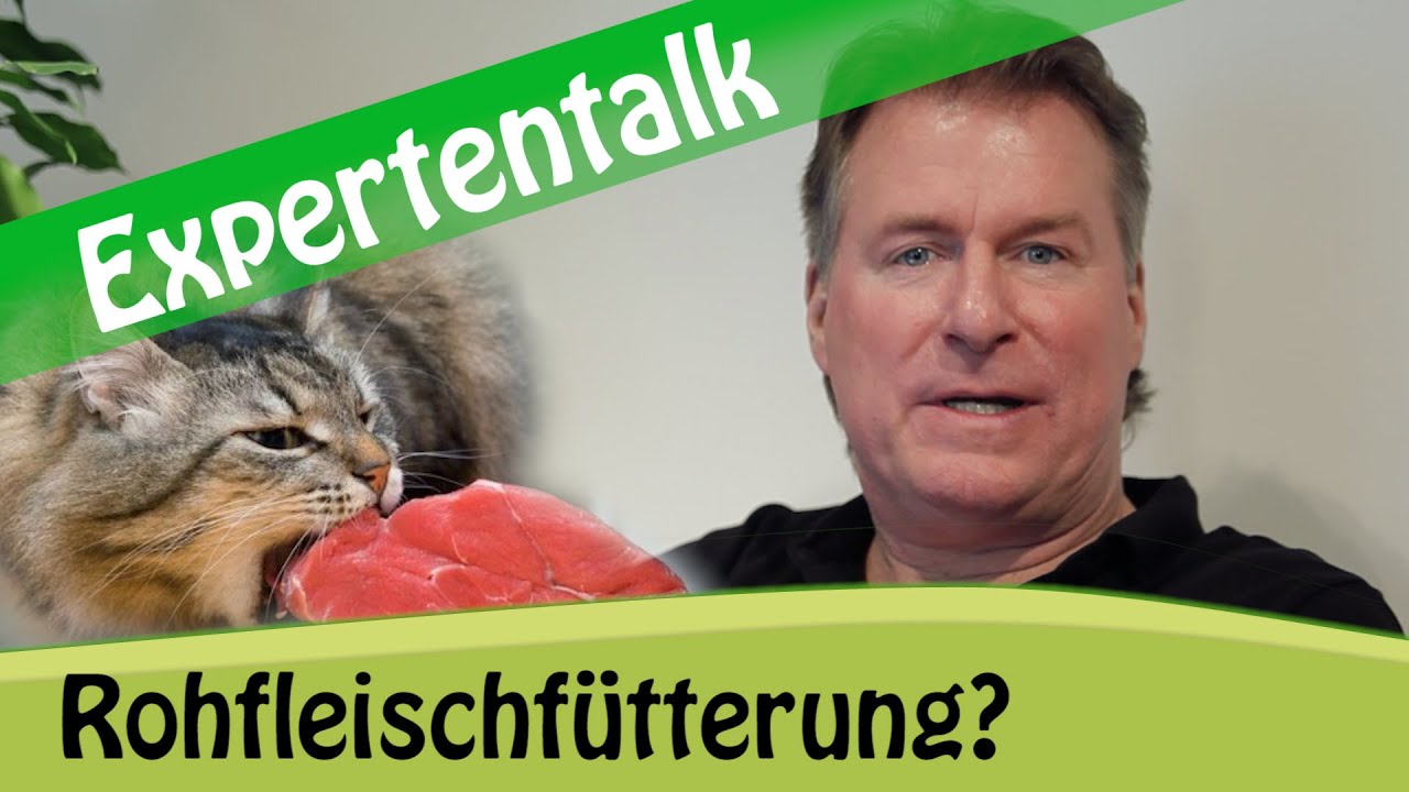 Barfen bei Katzen: Ist Rohfleisch als Katzenfutter geeignet?