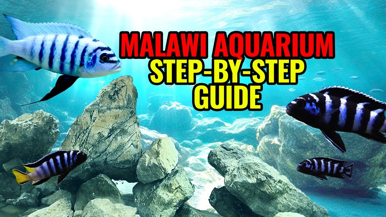 Malawi Cichlids Aquarium. How to set it up? Step-by-step guide