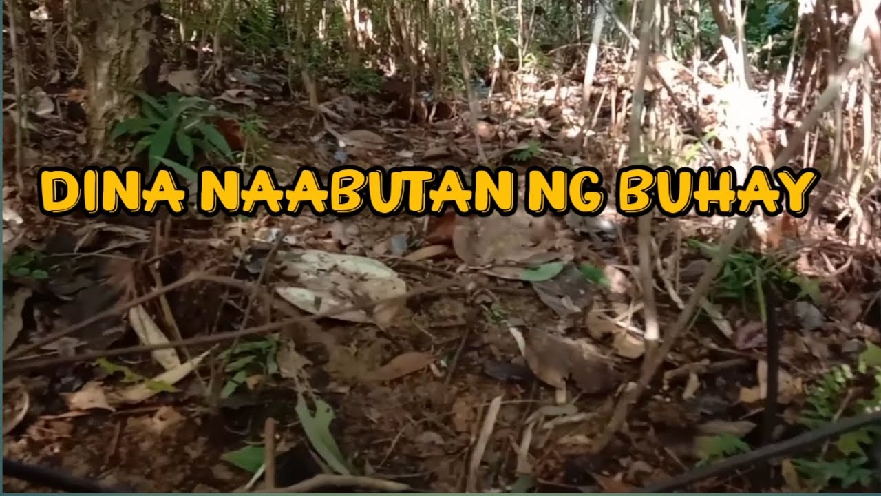 BITAG NG BABOY RAMO AT MANOK LABUYO SABAY KO PINANDAW | BUHAY PROBINSYA
