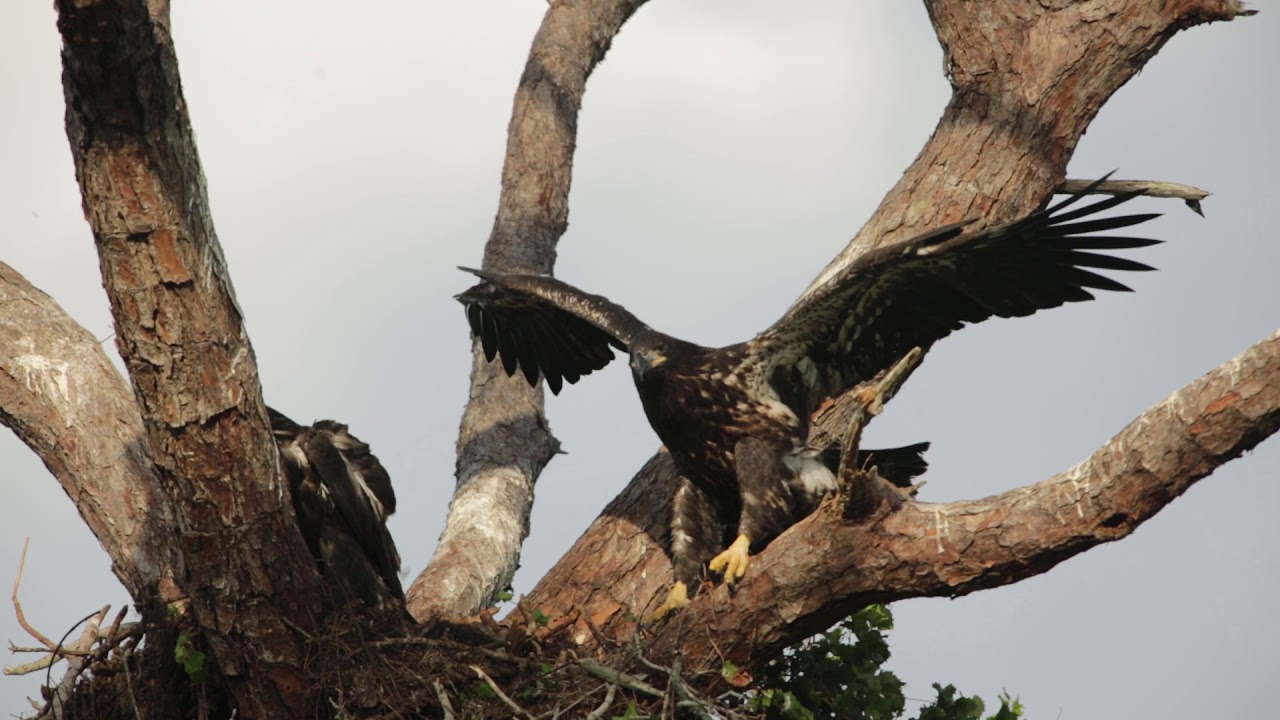 Eaglet training.....