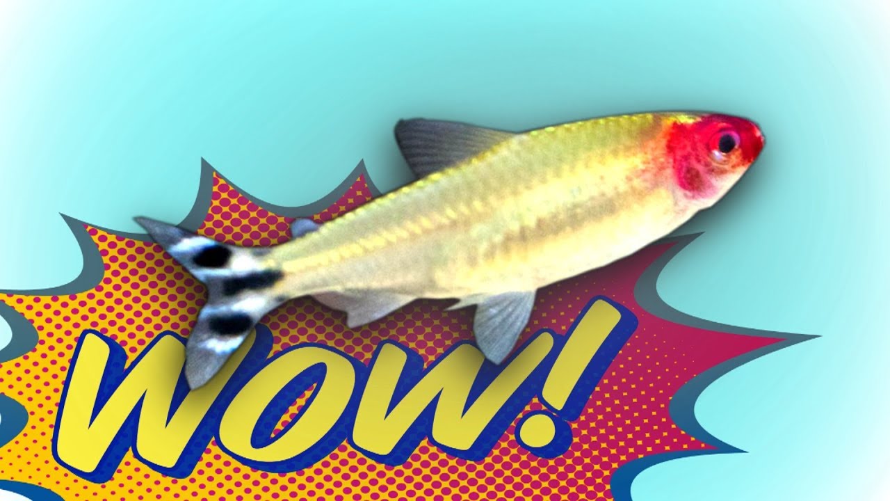 Best schooling aquarium fish added! 250 Rummy Nose Tetras!