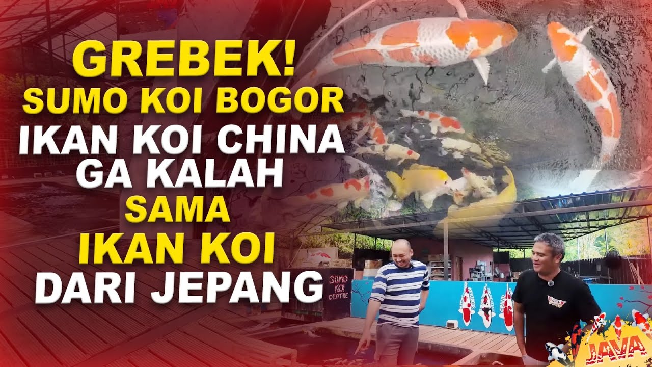 GREBEK SUMO KOI BOGOR - IKAN KOI CHINA GAK KALAH SAMA JEPANG!