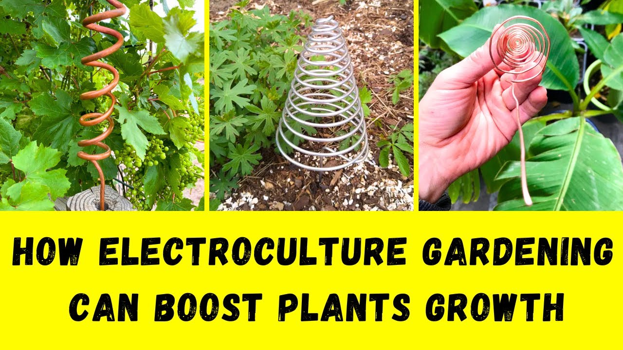 The Science Behind Electroculture Gardening | How Electroculture Gardening Can Boost Plants Growth