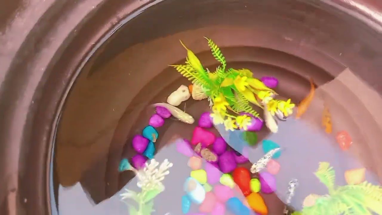 New color chicken happy news and sad news