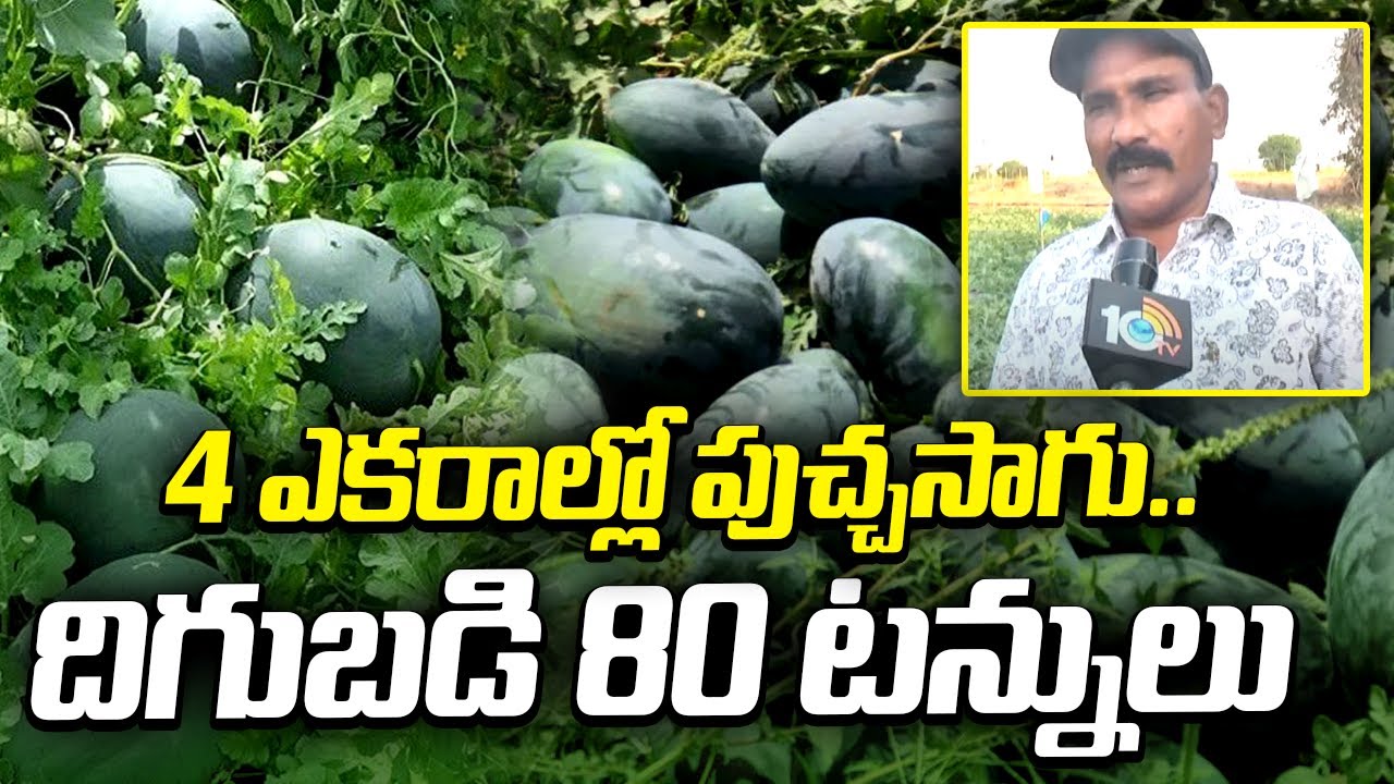Watermelon Farming | 4 ఎకరాల్లో పుచ్చసాగు.. దిగుబడి 80 టన్నులు | Matti Manishi | 10TV News