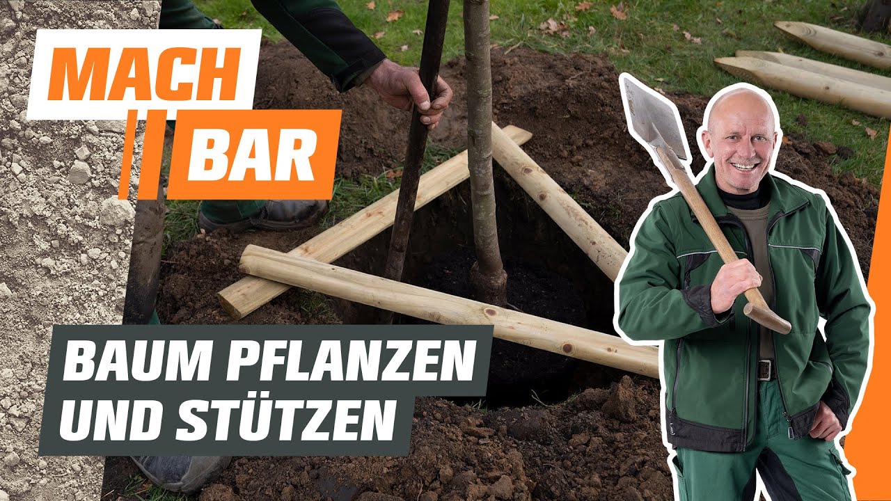 Baum pflanzen und stützen | OBI