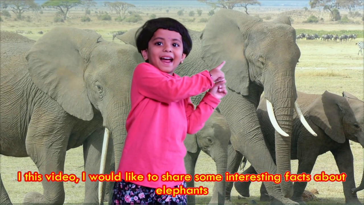 Elephant Facts for Kids | Interesting things about Elephants
