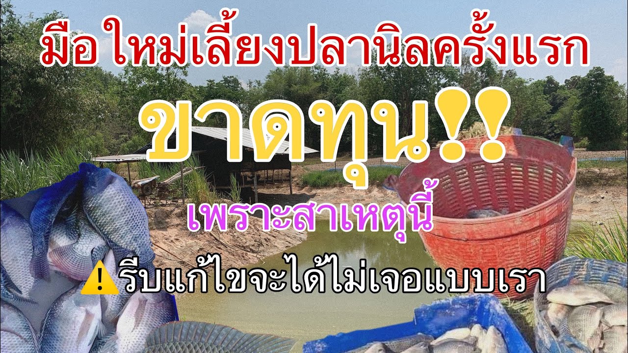 มือใหม่! เลี้ยงปลานิลครั้งแรก ขาดทุน! เพราะสาเหตุนี้ แก้ไขได้ ใครเจอแบบนี้รีบแก้ไขถ้าไม่อยากขาดทุน