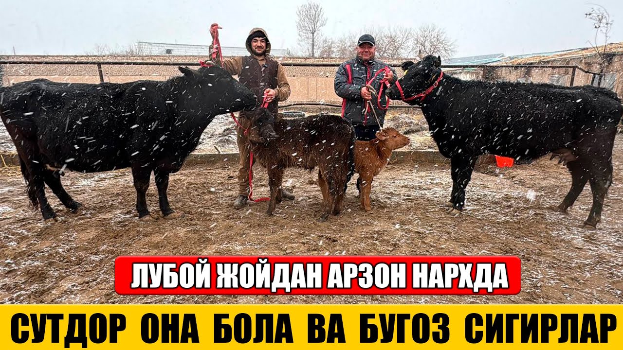 СУТДОР ОНА БОЛА ВА БУГОЗ СИГИРЛАР АРЗОН НАРХДА 05-02-2026г