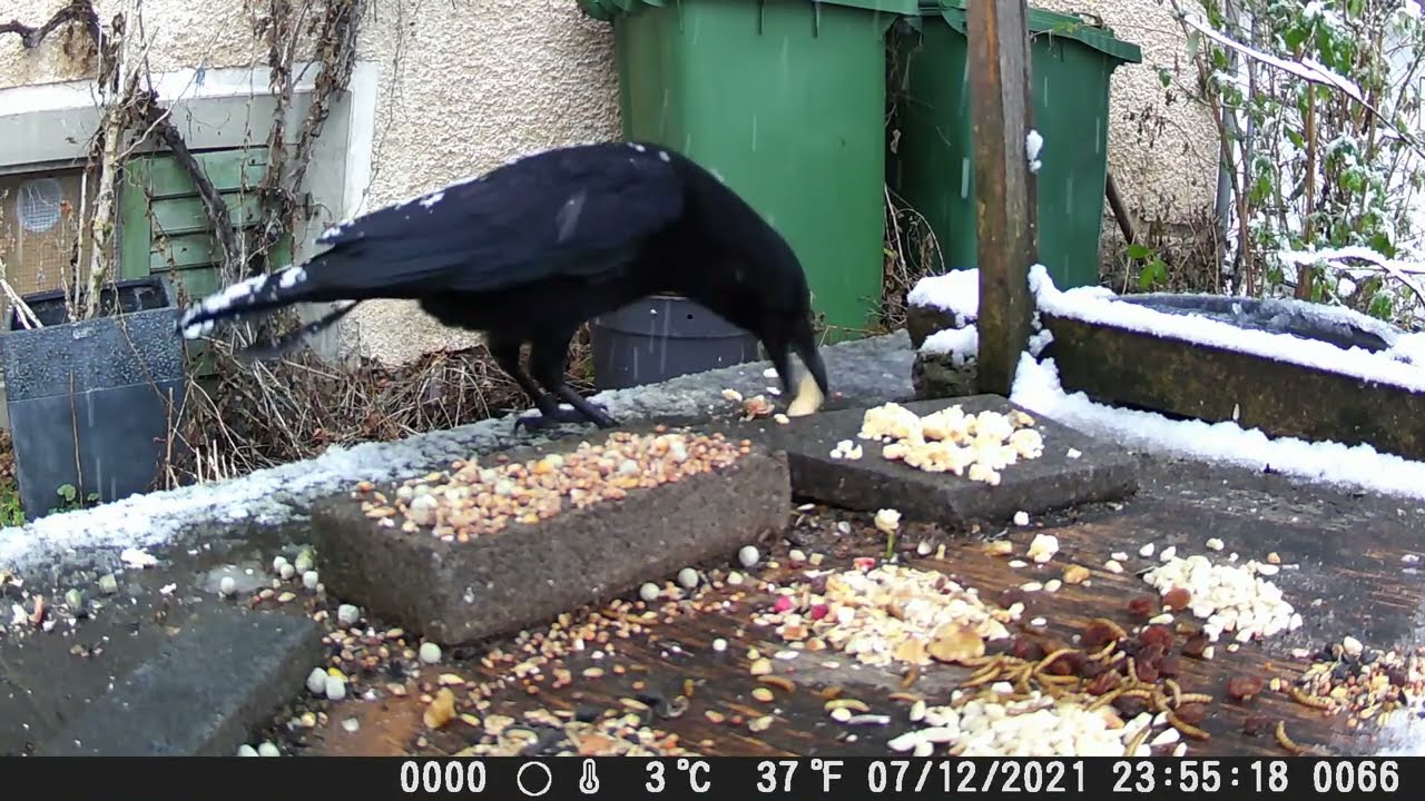 Wildkamera Crenova 08.12.2021 mein kleines Garten Gewusel