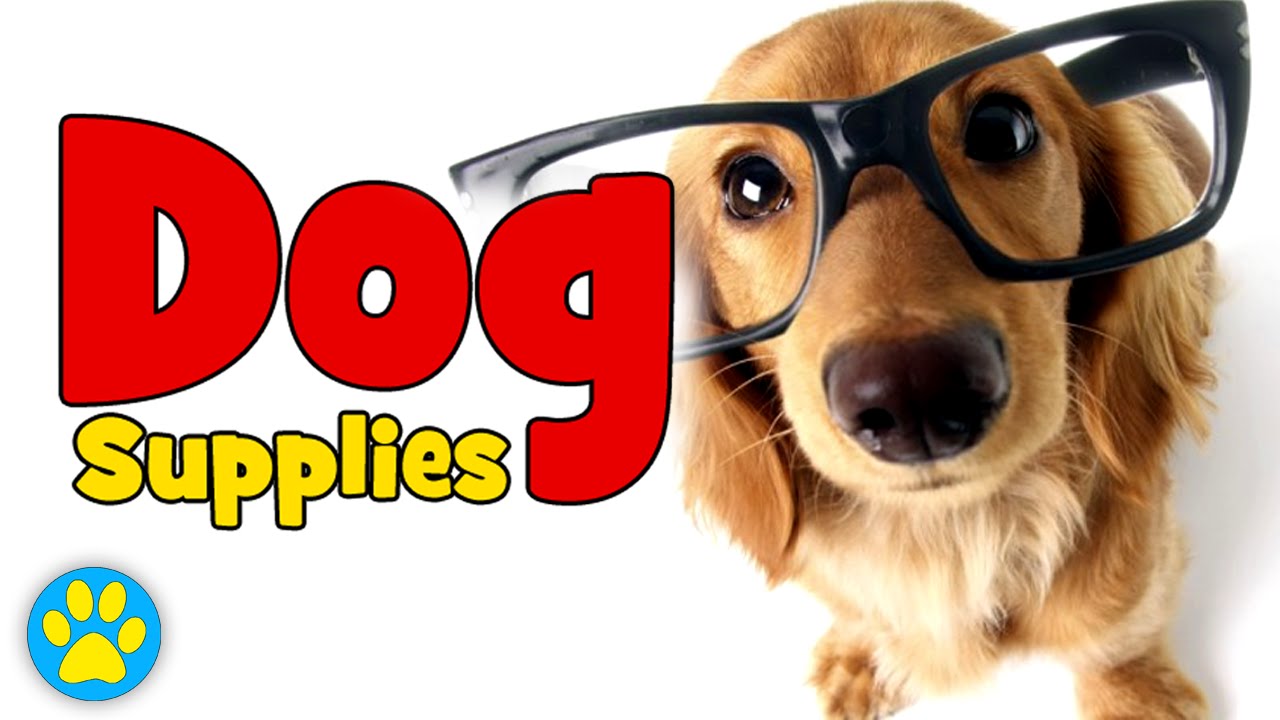 Supplies You Need For A Dog
