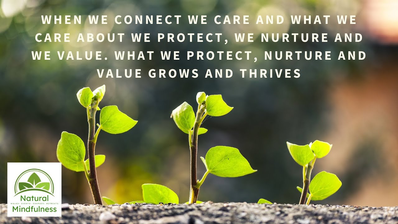 The Healing Power of Nature Connection
