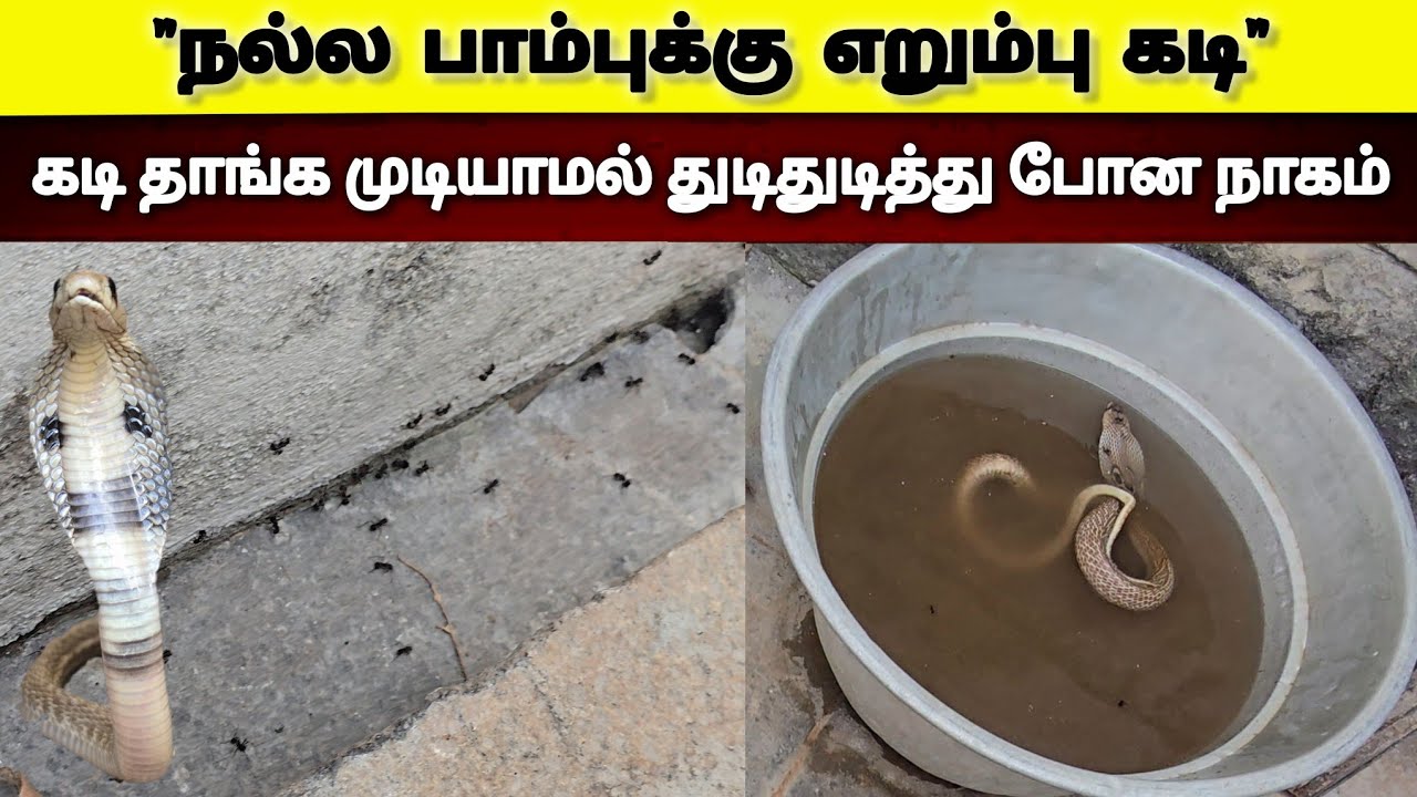 கட்ட எறும்புகள் இந்த நல்ல பாம்பை எப்படி கடிக்குது பாருங்க! கடி தாங்க முடியாமல் உருண்டு பிரண்ட நாகம்😱