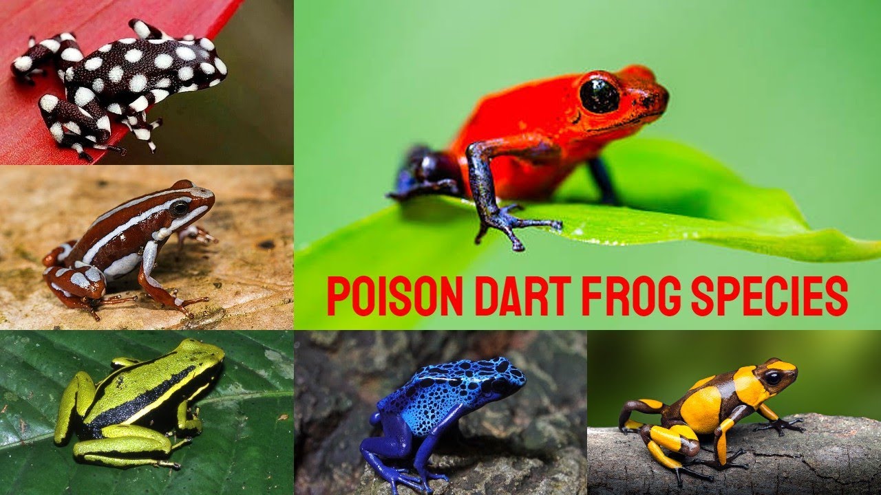 All Poison Frog species / complete list of poison frogs / poison dart frogs