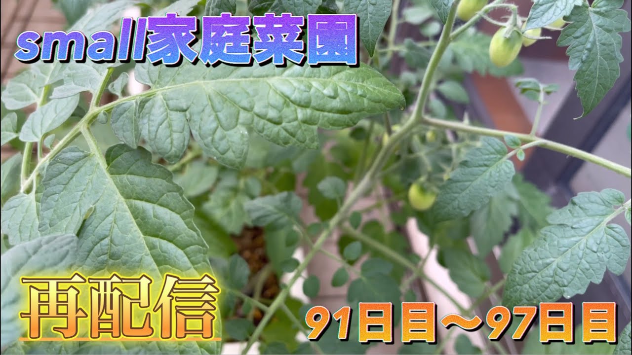 【再配信】small家庭菜園91日目〜97日目