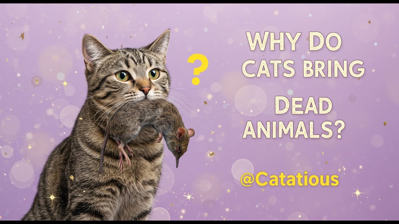 Why do cats bring dead animals to their owners? Uncovering the Mystery Behind This Bizarre Behavior!
