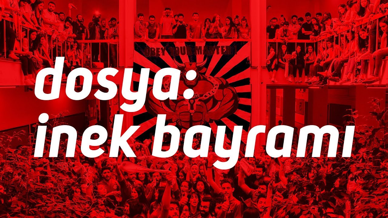 Dosya: İnek Bayramı