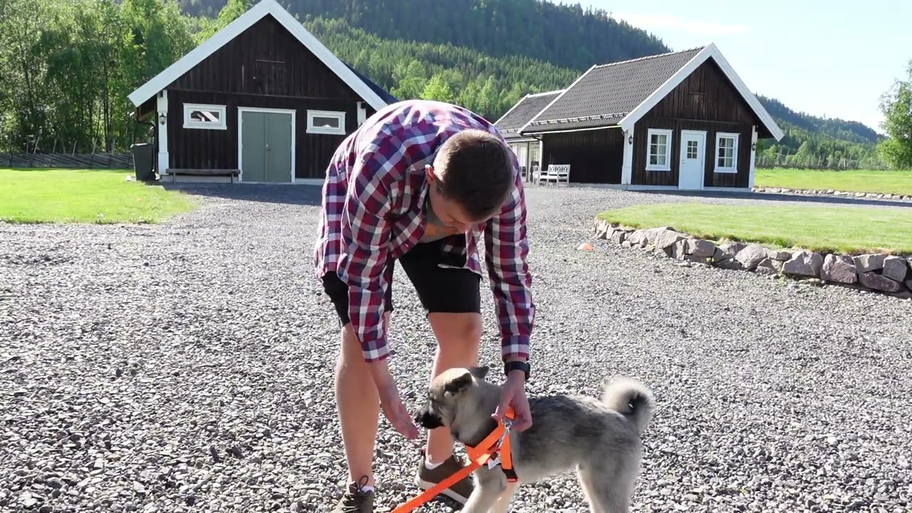 Fra valp til elghund - Episode 1-valp og sporlegging