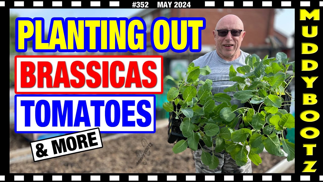 🌻352 🌻 PLANTING BRASSICAS 🌻 PLANTING TOMATOES 🌻