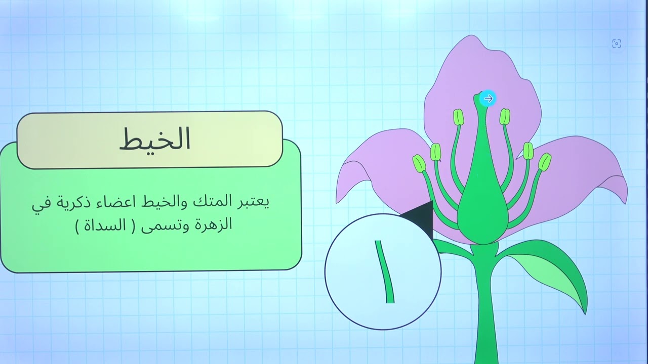 علوم/ رابع/ الوحدة الثانية / تكاثر النباتات/تركيب الزهرة