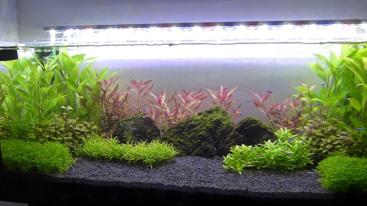 Dzień 30. Utricularia graminifolia out