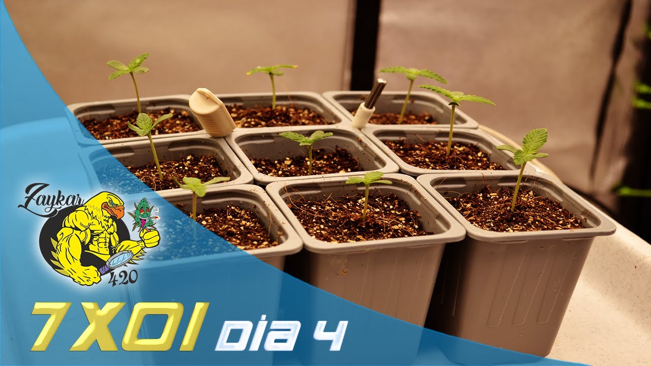 SEGUIMIENTO DE AUTOCULTIVO EN INDOOR PRIMERA SEMANA DE CRECIMIENTO 4 D&Iacute;AS