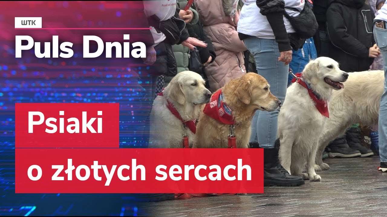 Psiaki o złotych sercach. Golden Retrievery zbierały na WOŚP. Mają swoich wieloletnich fanów!