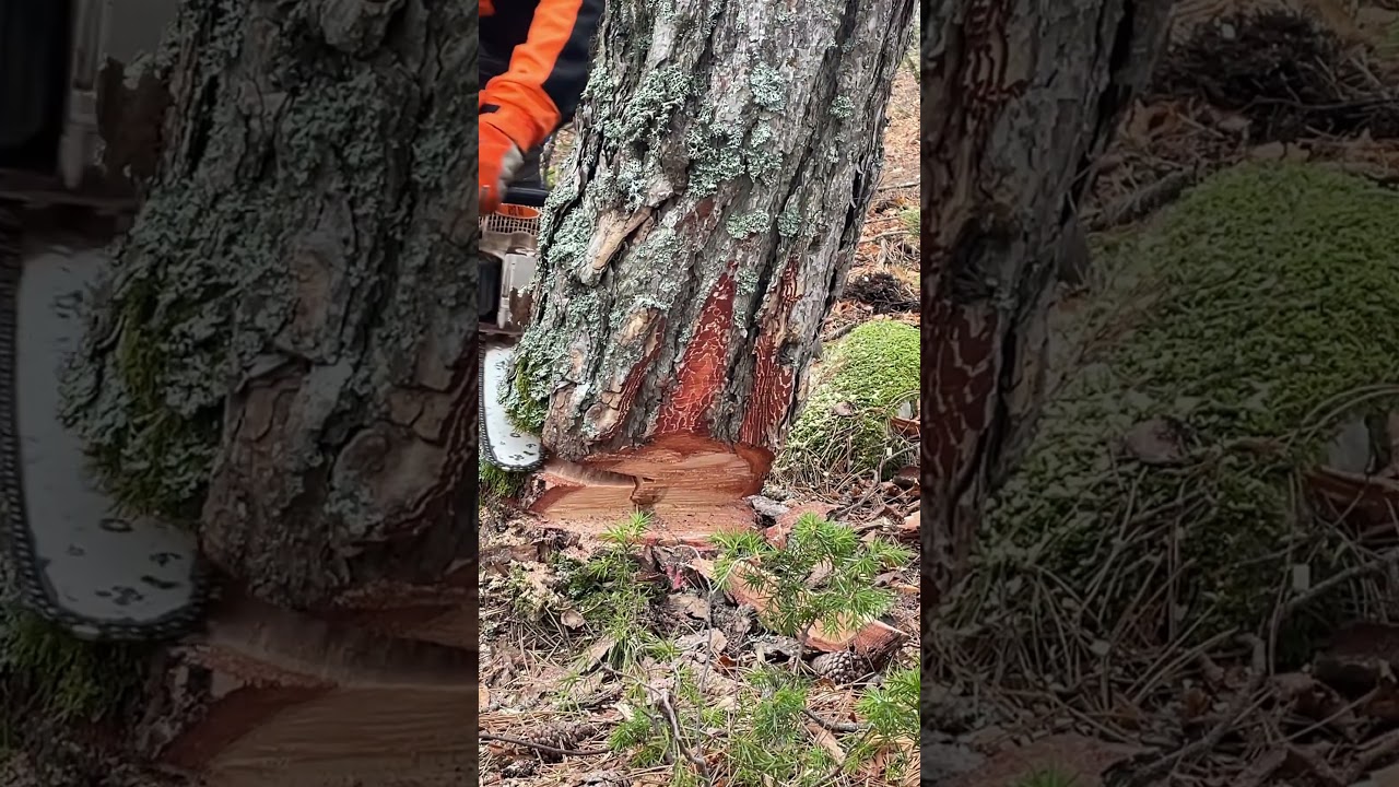 Taglio a V #abbattimento #alberi #tree #treeremoval #treeclimbing #ecc #stihl #stihl261