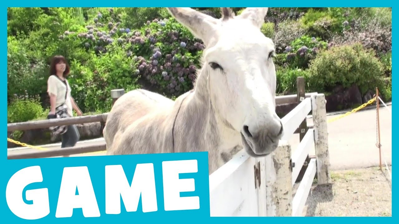 Learn Farm Animals | What's That Sound? Game for Kids | Maple Leaf Learning
