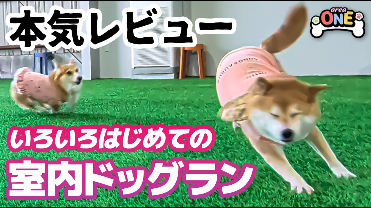 【祝・地元PR】香川県民待望！丸亀にできた「室内ドッグラン」が最高すぎて柴犬とコーギーが爆走しました…【areaONE】