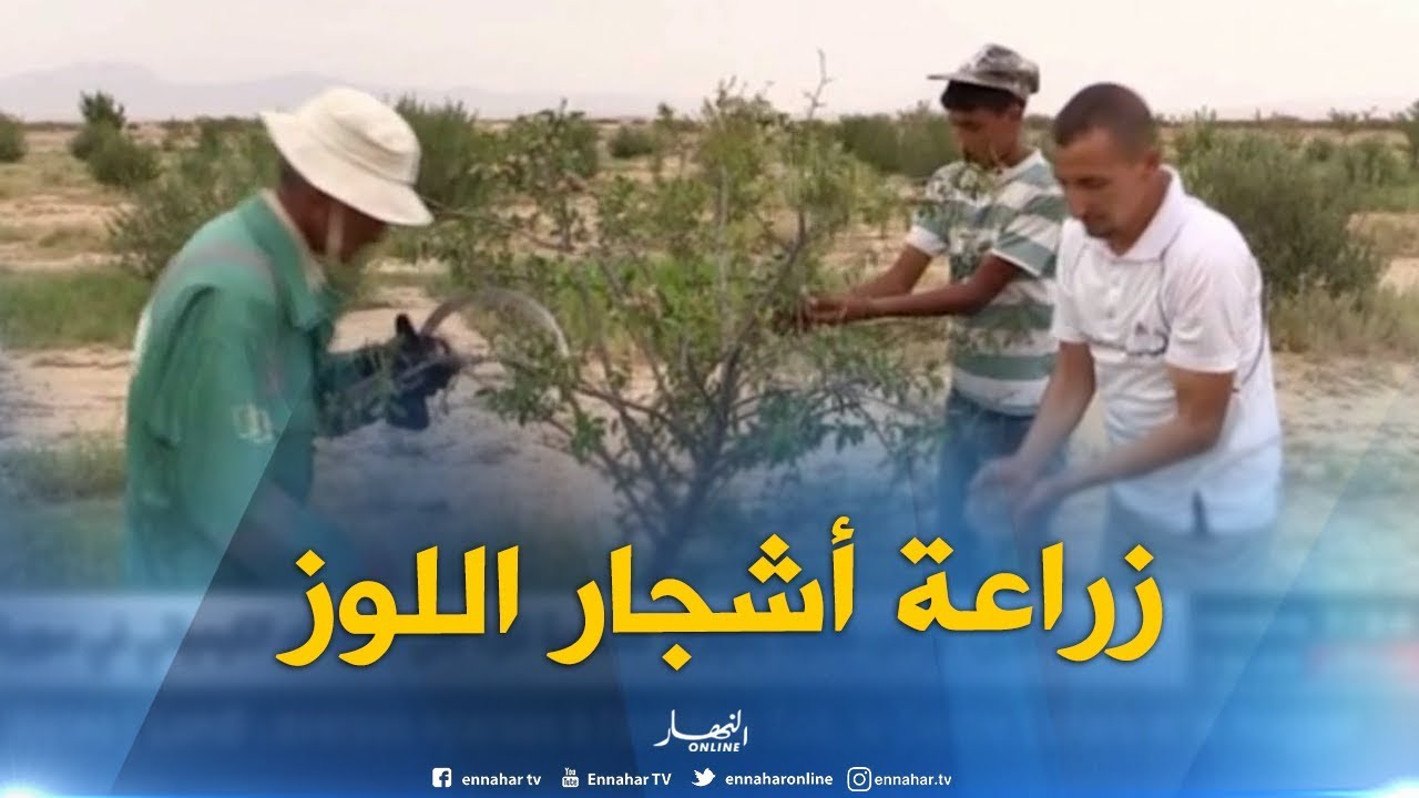 باتنة : زراعة أشجار اللوز بأولاد عمار..تجربة ناجحة رغم العراقيل !!