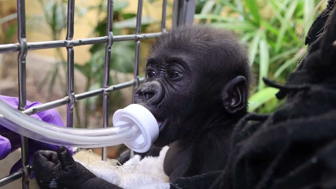 Baby Gorilla Jameela Update