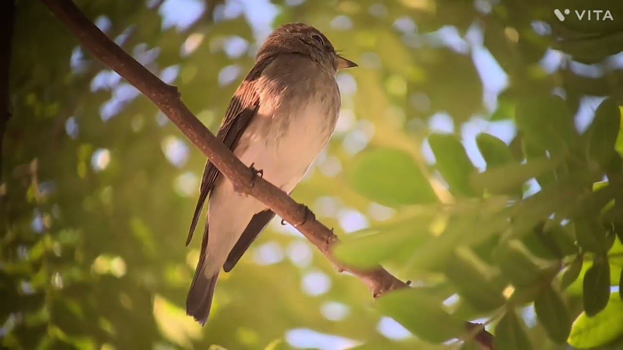 Migrant bird visits my office | Asian Brown Flycatcher | #birdmigration #flycatchers #asianbirds 