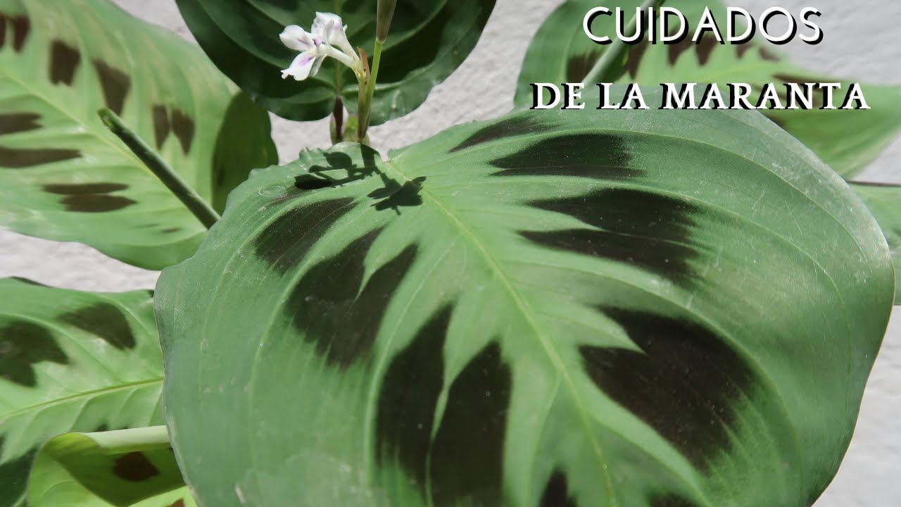 Cuidados de la Maranta leuconeura Kerchoveana// Planta Sapito// Planta de Oración.