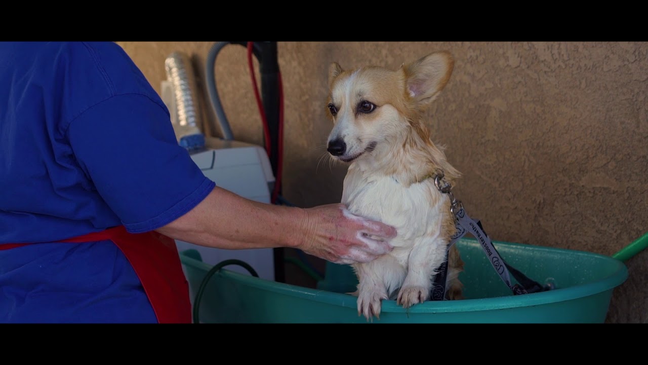 Corgi bath instructions