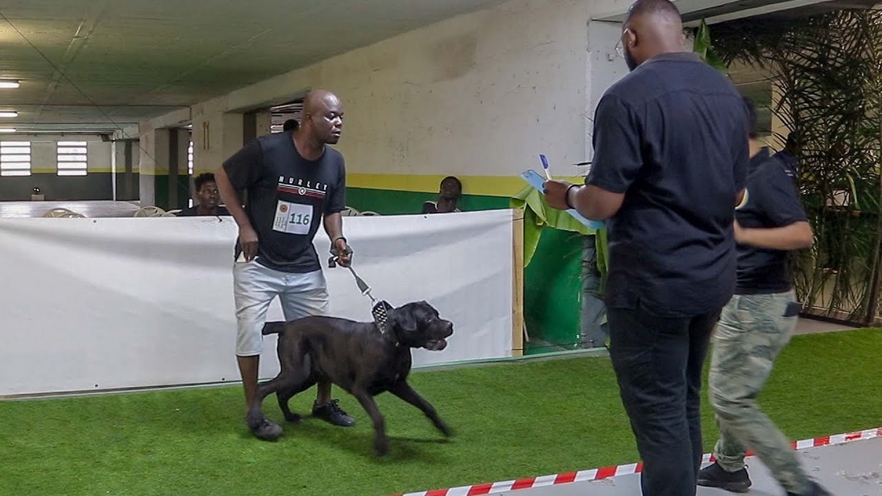 Cane Corso gets aggressive at Dog Show