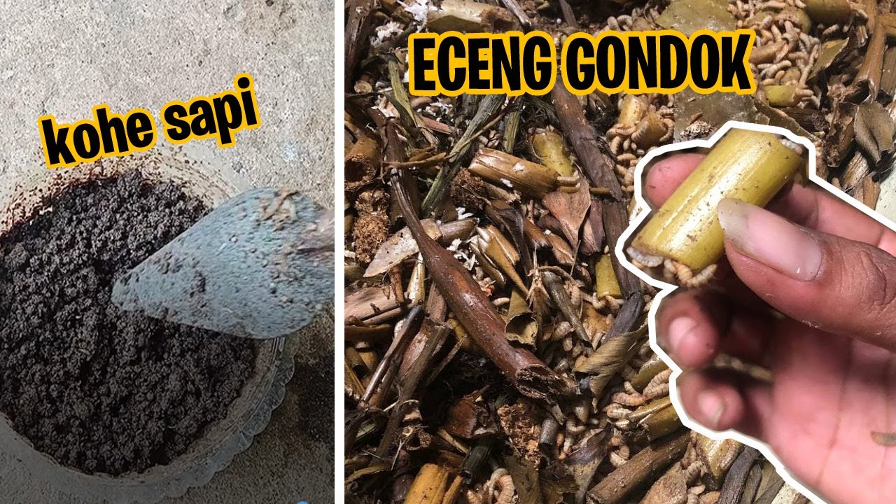 Eceng Gondok Untuk Pakan Maggot- Hasil Kohe Sapi Pakan BSF