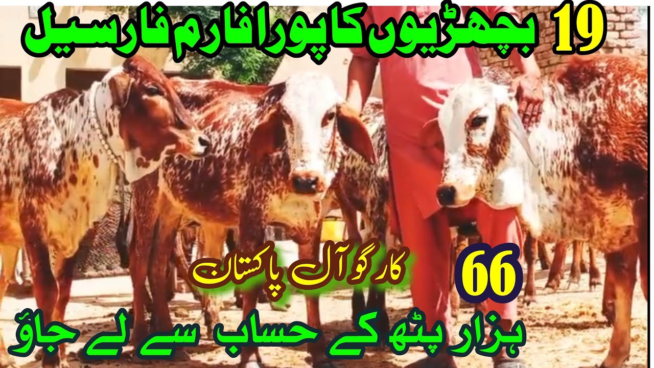 19 Quality Bachrian For Sale Pure Cholistani Near Madrassa Mandi Cholistan / Luddan Mandi.PK