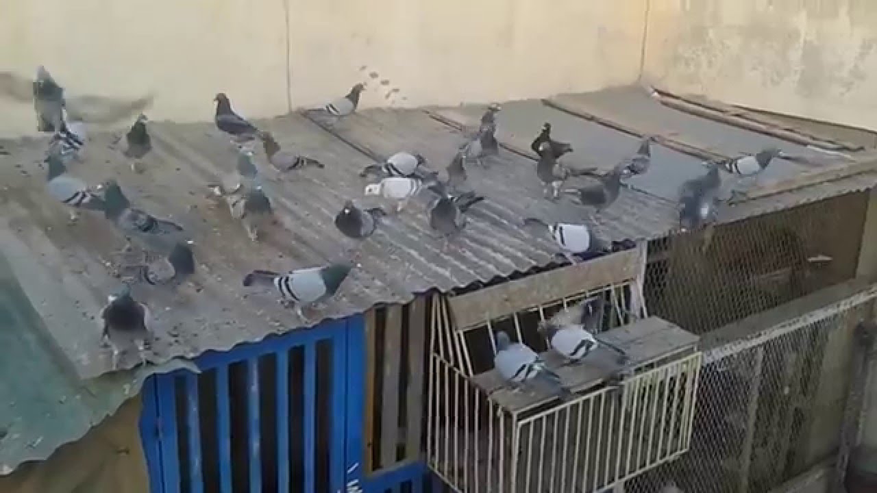 Flying Racing Pigeons 2016