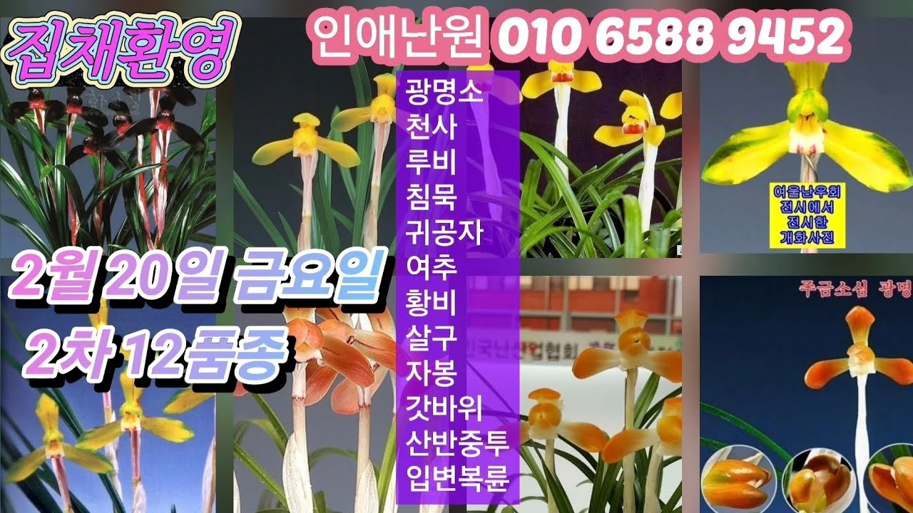 2월20일 금요일 2차12품종 광명소 천사 루비 침묵 귀공자 여추 황비 살구 자봉 갓바위 두화목산반중투 입변복륜 판매합니다