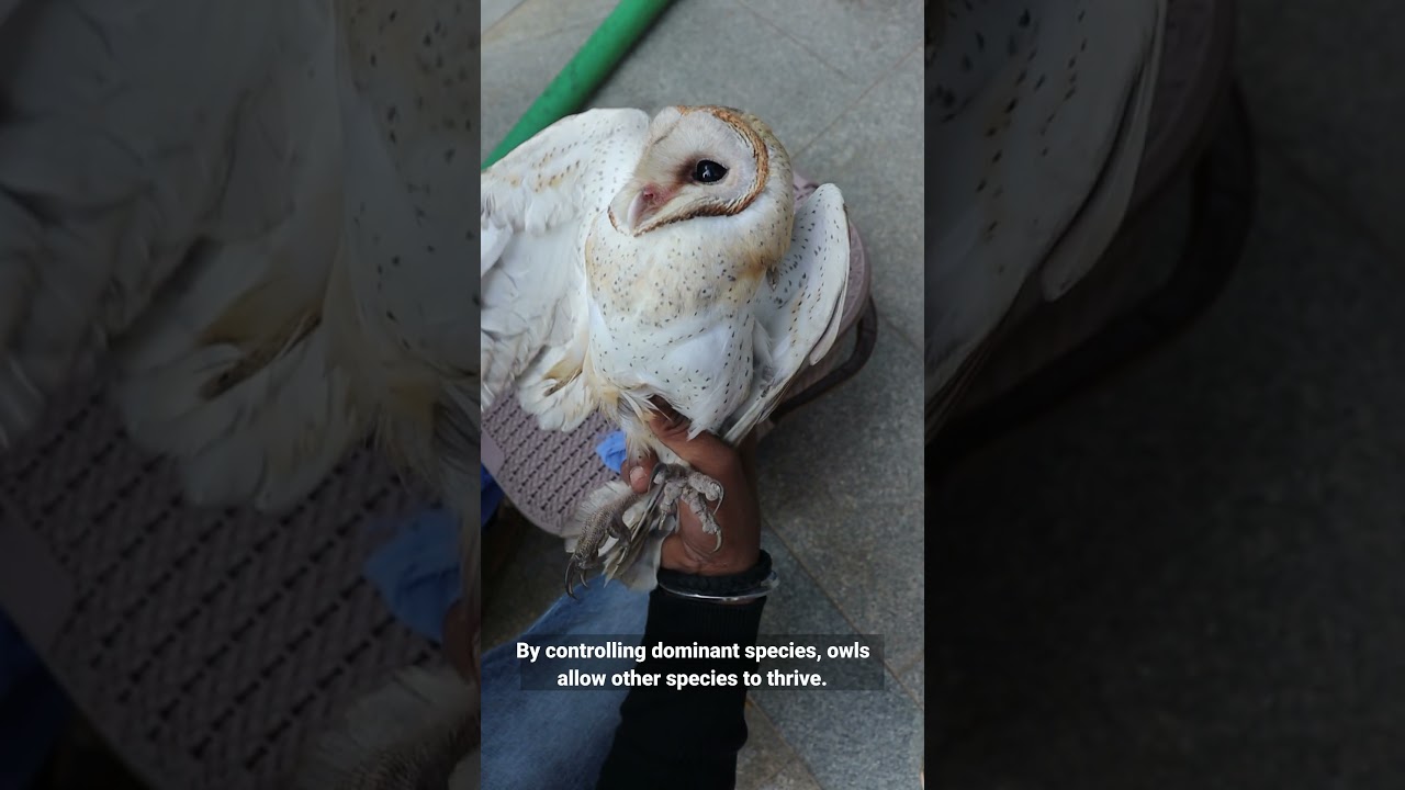 Owl Awareness Day: Why These Silent Hunters Deserve Protection #wildliferescue #urbanwildlife #pfa