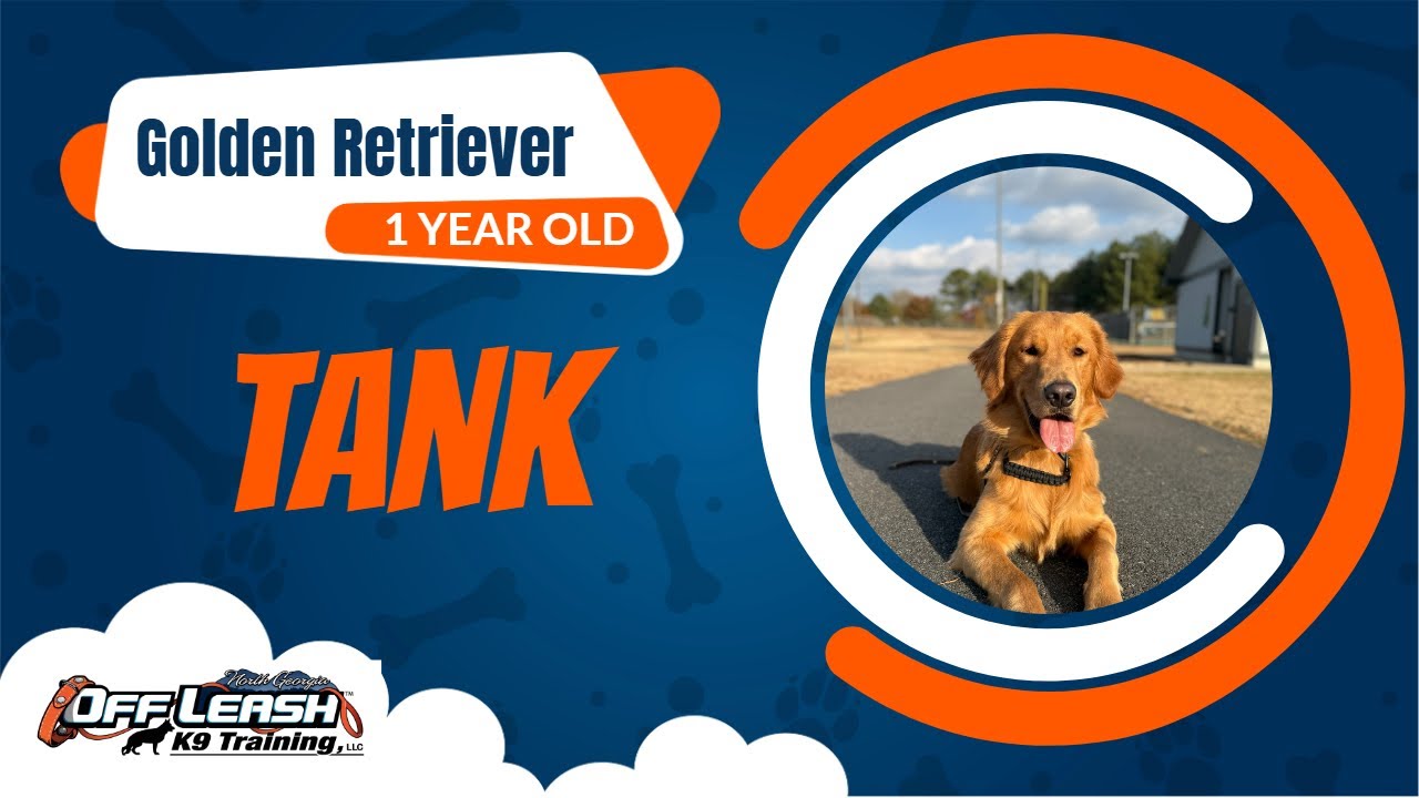 From Pulling to Polished 🐾 | Tank the Golden Retriever | Off Leash K9 North Georgia