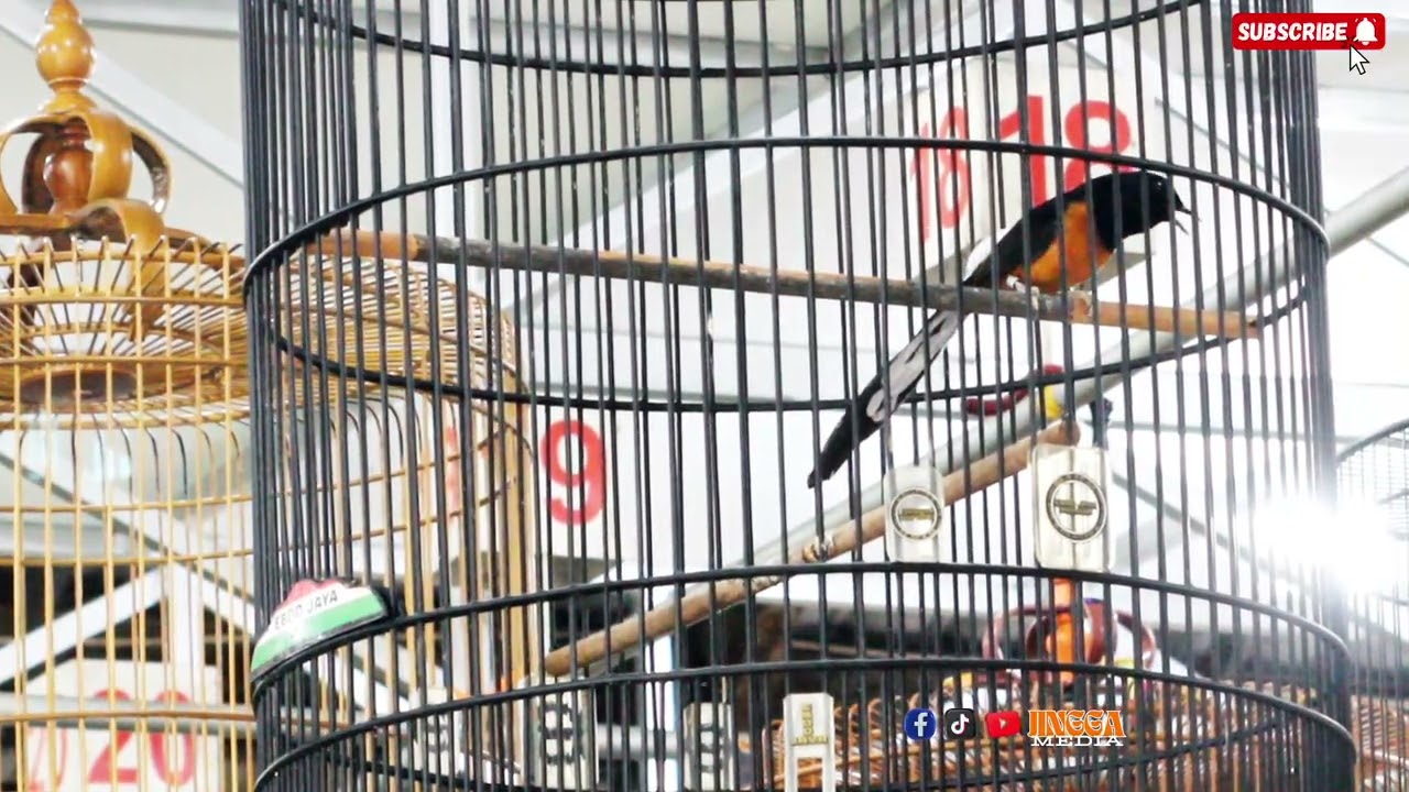 MURAI BATU VERDONK | MB MUDA BERBAHAYA | CALON ANCAMAN MASA DEPAN 