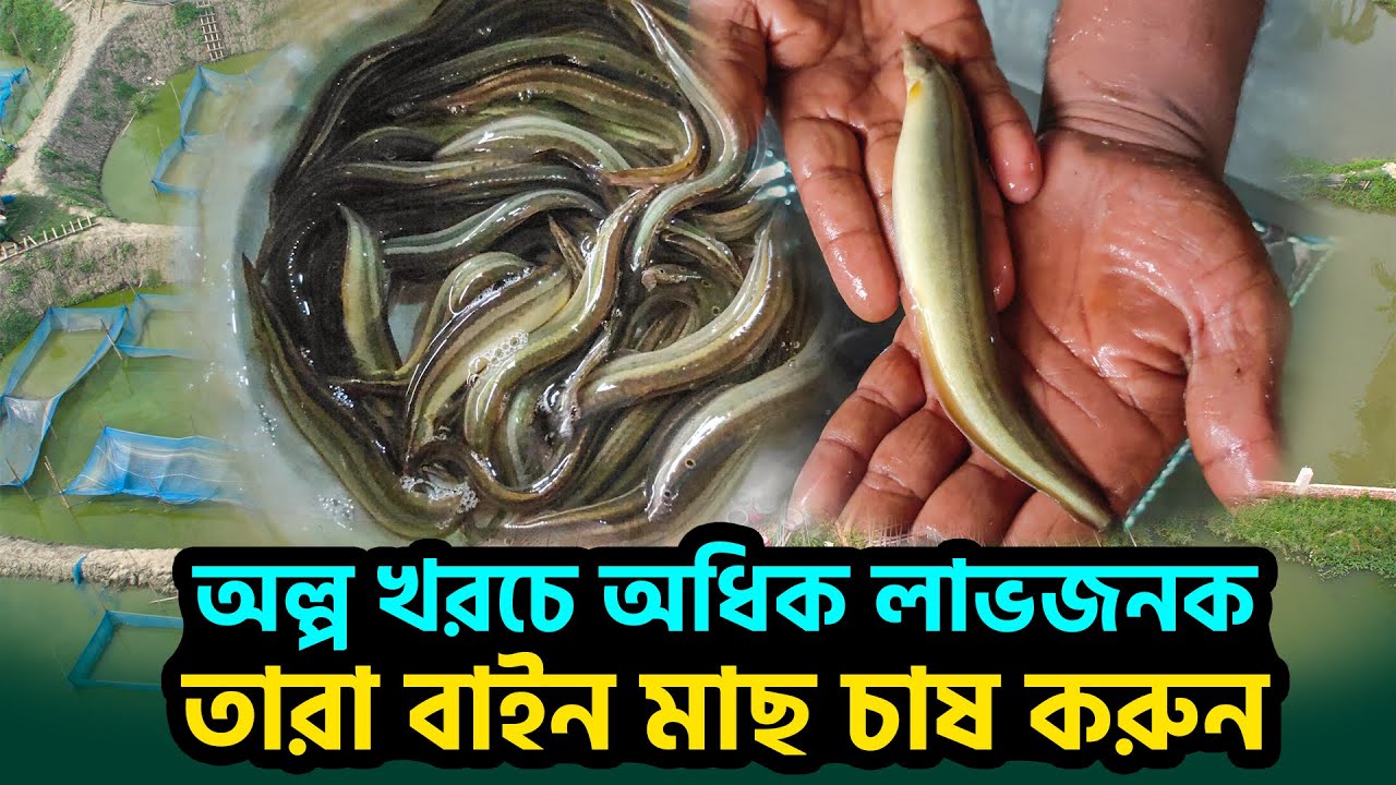 অল্প খরচে বেশি লাভ তারা বাইন মাছ || তারা বাইন || Tithi's Imagine World 2025