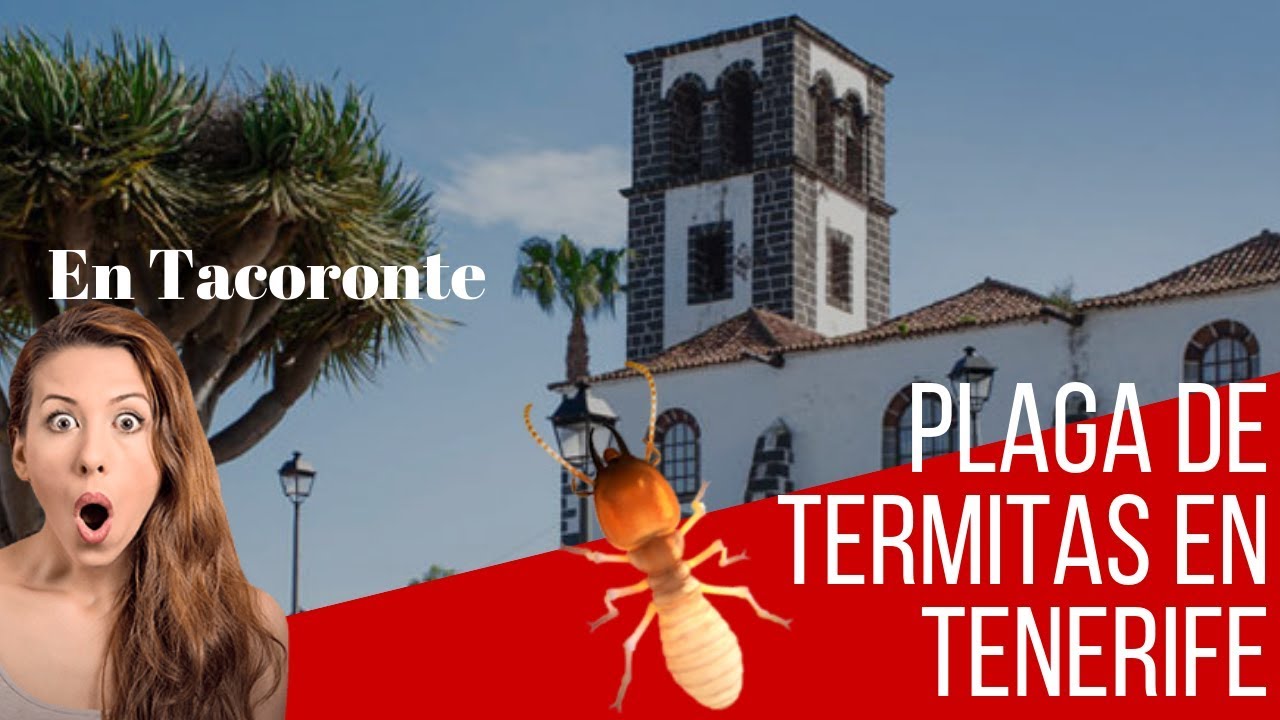 Plaga de Termitas en Tacoronte !!!