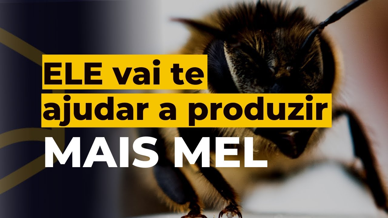 Sabia que o zang&atilde;o pode te ajudar a produzir mais mel? | Cia da Abelha